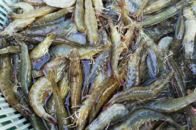 養(yǎng)蝦廢水怎么處理效果好？解決方案！-1