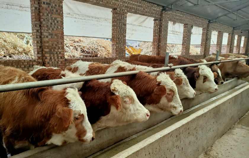 養(yǎng)牛場污水處理設(shè)備需要多少錢，價格？