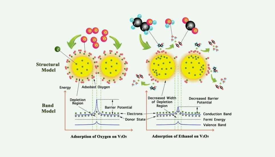 patescibacteria是什么門(patescibacteria中文) patescibacteria是什么門(patescibacteria中文)