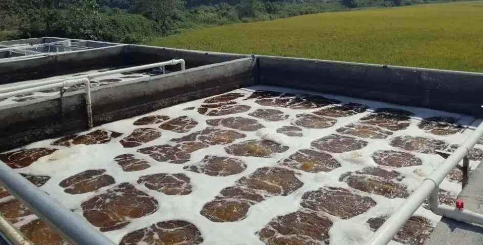 屠宰污水處理設備原理及用途（屠宰廢水水質(zhì)）