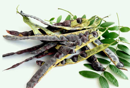 皂腳和皂角的區(qū)別是什么（皂腳和皂角一樣嗎？）